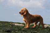 BASSET FAUVE DE BRETAGNE 009